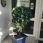 Apartment Haus Zur Linde Cochem